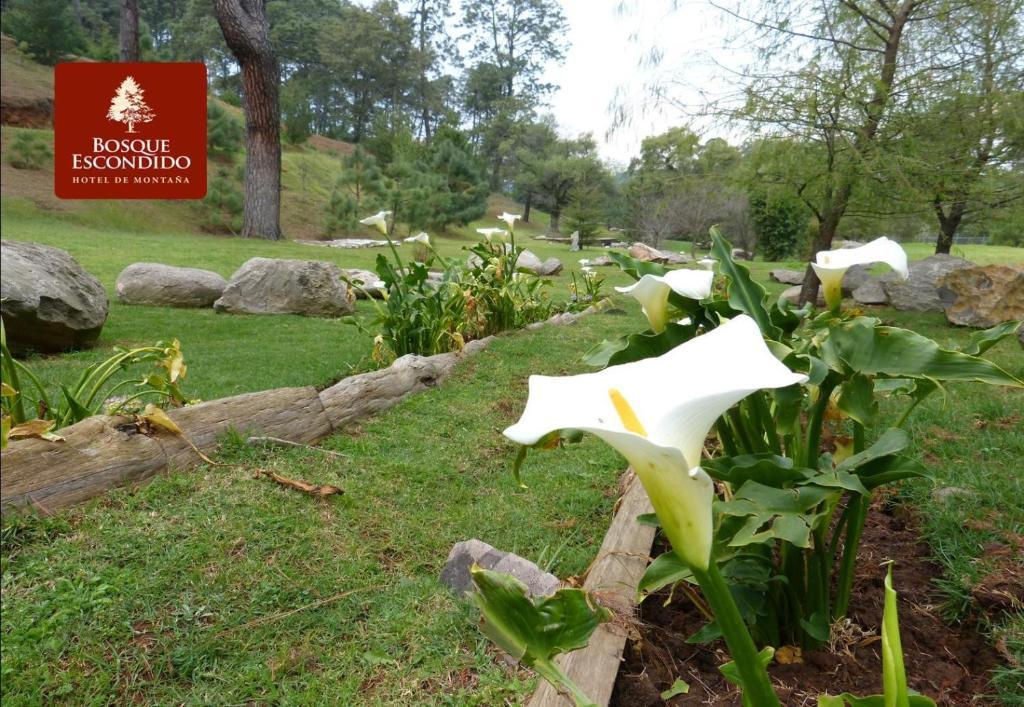 Bosque Escondido 호텔 마자미틀라 외부 사진
